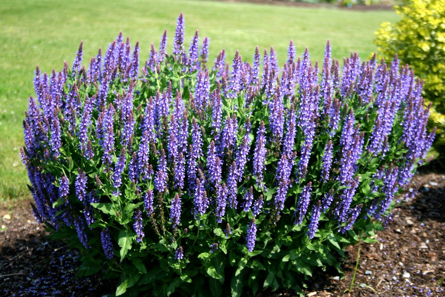 Salvia. Шалфей Дубравный Блаухугель. Шалфей Дубравный blaukonigin. Сальвия Дубравная (шалфей) Блаукенигин. Шалфей Дубравный (Salvia nemorosa).